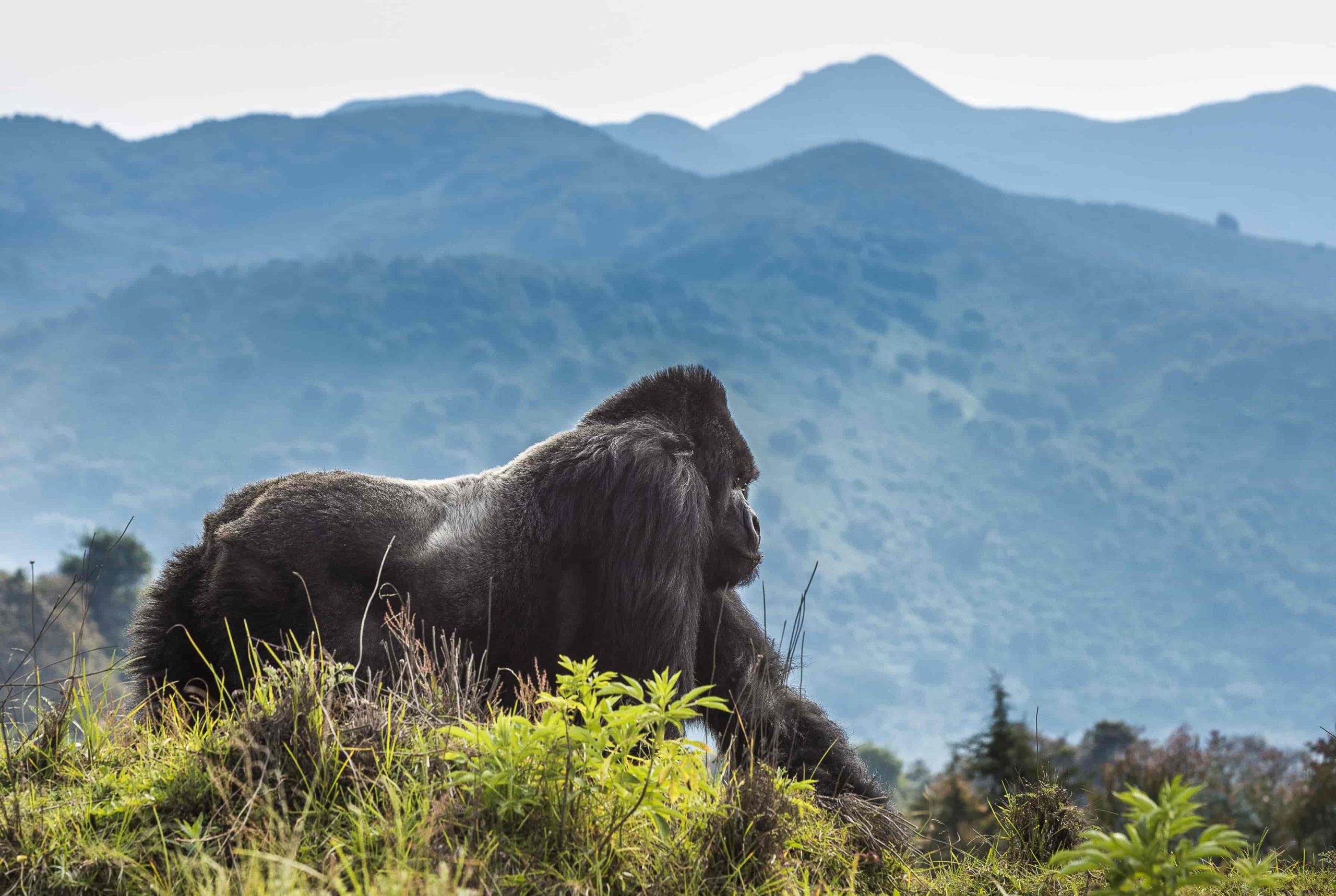 5-days-Akagera-and-Volcanoes-Wildlife-Safaris-scaled